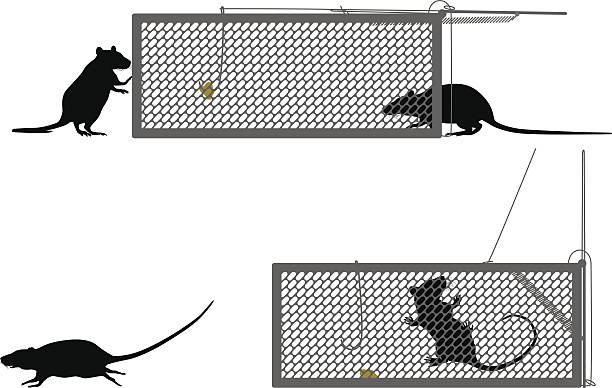 Humane rat trap Editable vector illustration of a rat getting caught in a humane trap rodent trap stock illustrations