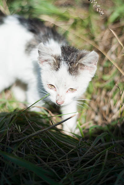 White Kitten Exploring. stock photo