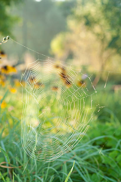 Spiderweb With Dew. stock photo