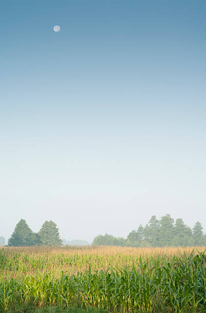 Sweetcorn Field Landscape with Moon. stock photo