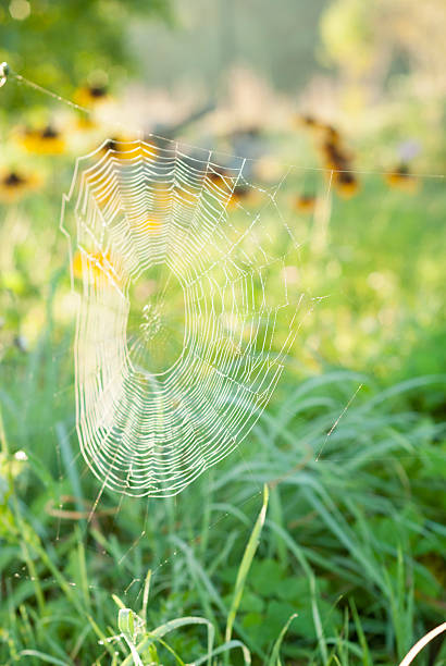 Spider Web With Dew. stock photo