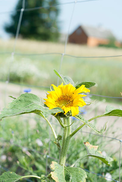 Single Sunflower. stock photo