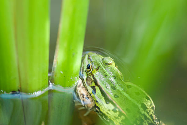 One Leopard Frog (Rana) in Pond. stock photo