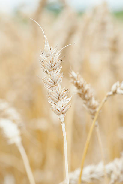 Macro Ripe Ear of Wheat (Triticum) stock photo