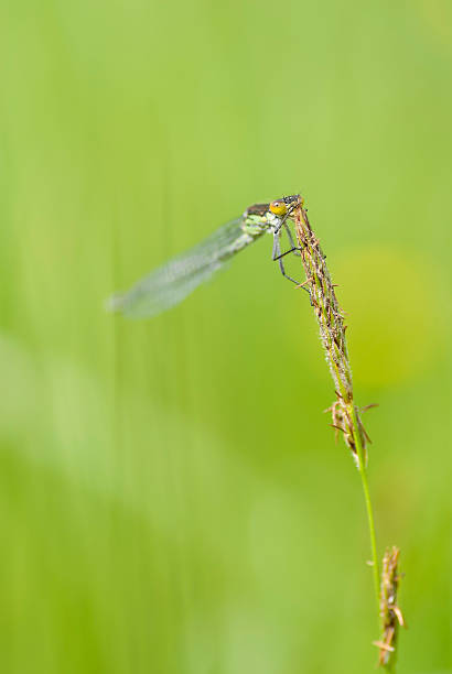 Macro Photo of Damselfly with Yellow Eyes. stock photo