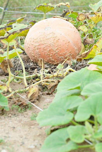 Large Pumpkin Growing in Allotment. stock photo