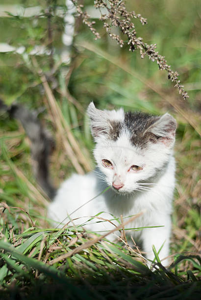 Kitten With Sores on Eyes. stock photo