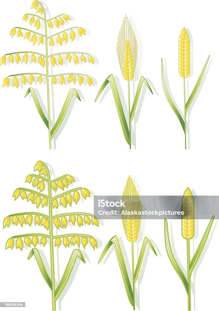 Types de Grains (couleur). - clipart vectoriel de Aliment libre de droits