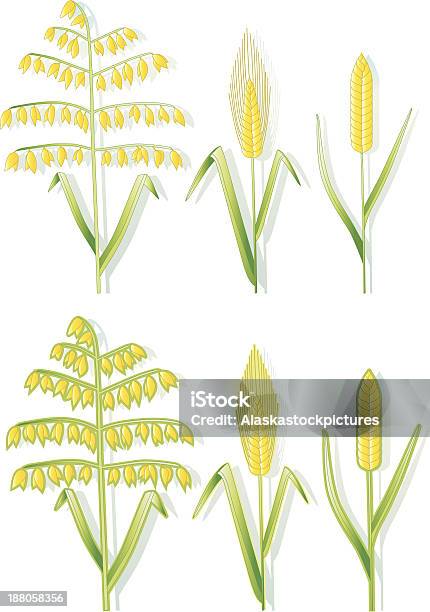 Types De Grains Vecteurs libres de droits et plus d'images vectorielles de Aliment - Aliment, Aliments et boissons, Avoine