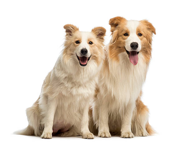 istock Male and female Border 188058563