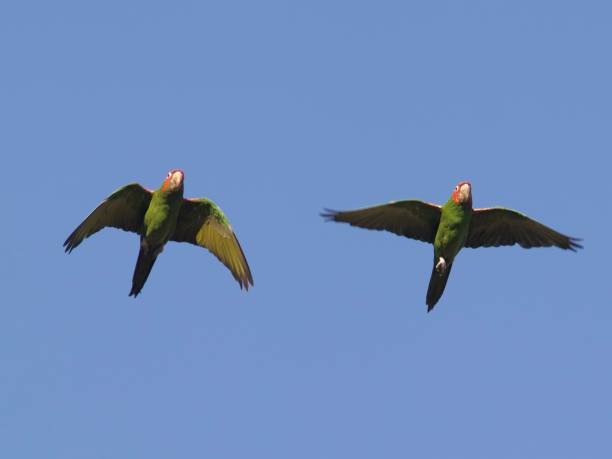 Parrot Flying Fast 570+ Swift Parrot Stock Photos, Pictures & Royalty-Free Images - iStock