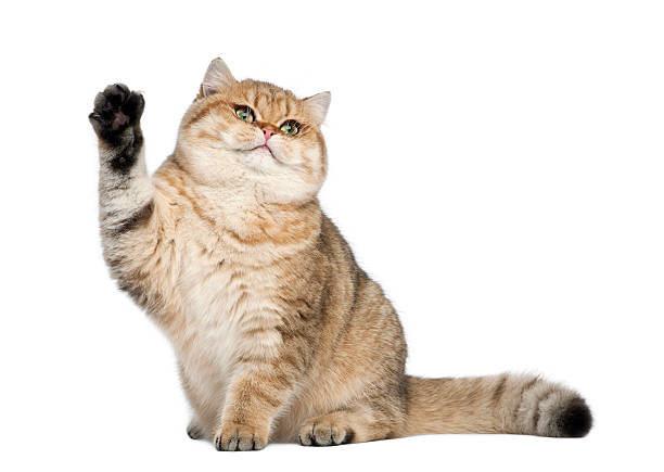istock Golden shaded British shorthair, 7 months old, sitting 188058991