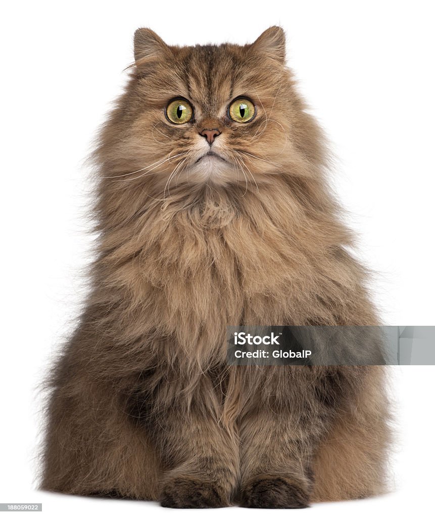 Persian cat, 6 years old, in front of white background Persian Cat Stock Photo