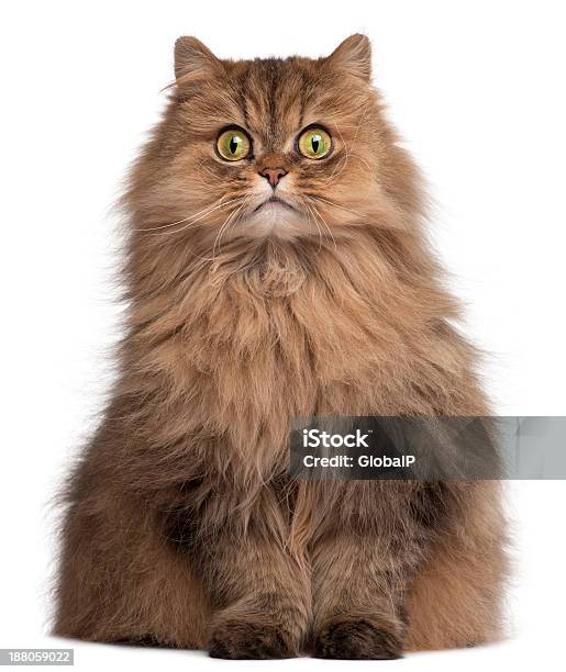 Persian Cat 6 Years Old In Front Of White Background Stock Photo - Download Image Now