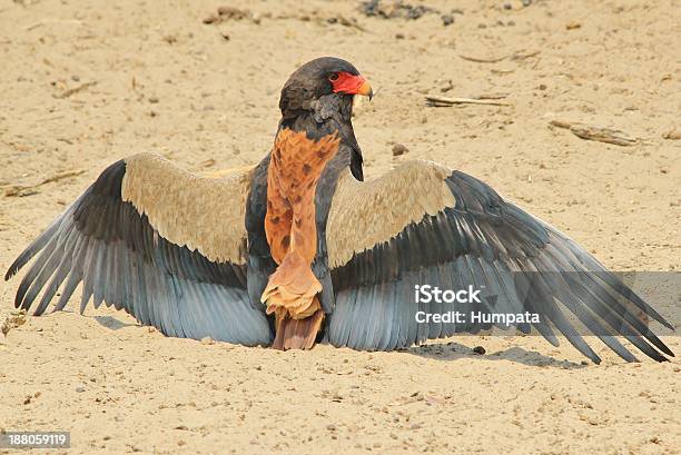 Bateleur Eagle Spread Wings African Wild Bird Background Stock Photo - Download Image Now