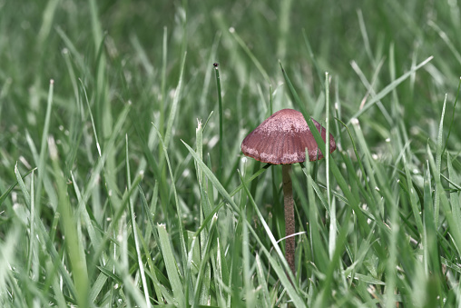 Brown mushroom Panaeolus Cinctulus growning in green grass
