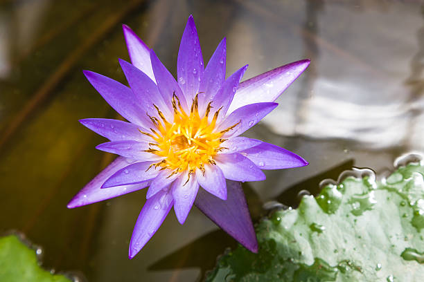 roxo lírio d'água - lotus root water lotus plant - fotografias e filmes do acervo