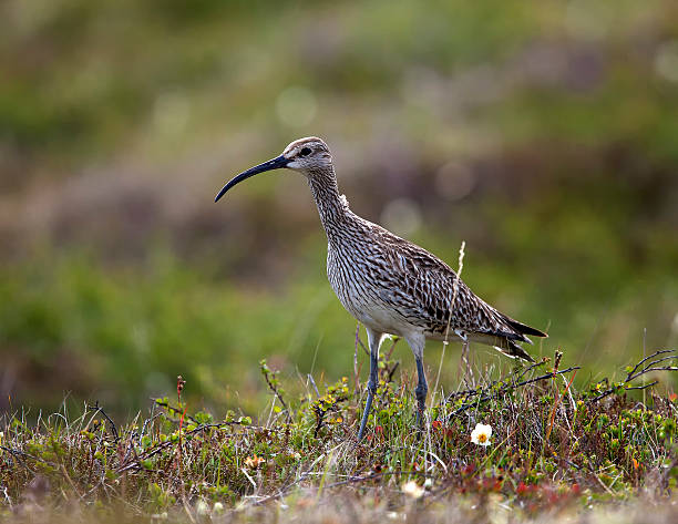 istock Long Billed Curlew   - Numenius arquata 188059384