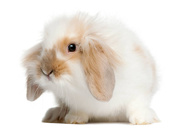 istock Lop rabbit, 6 months old, in front of white background 188059609
