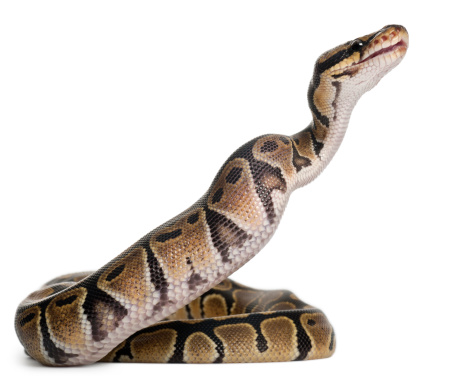 Royal python eating a mouse, ball python, Python regius, in front of white background