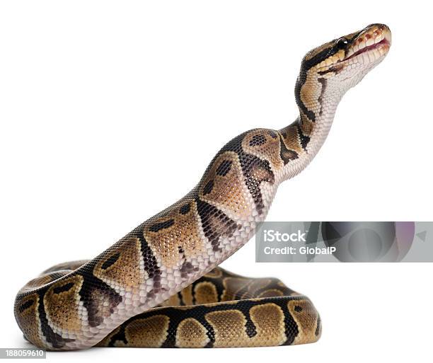 Royal Python Eating A Mouse Stock Photo - Download Image Now - Snake, Cut Out, White Background