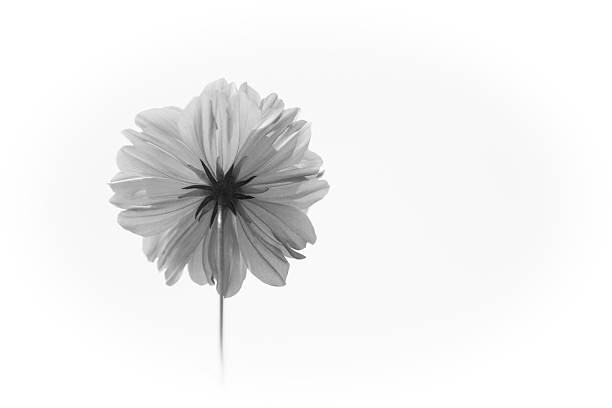 istock Daisy black and white background sky photos below. 188059622