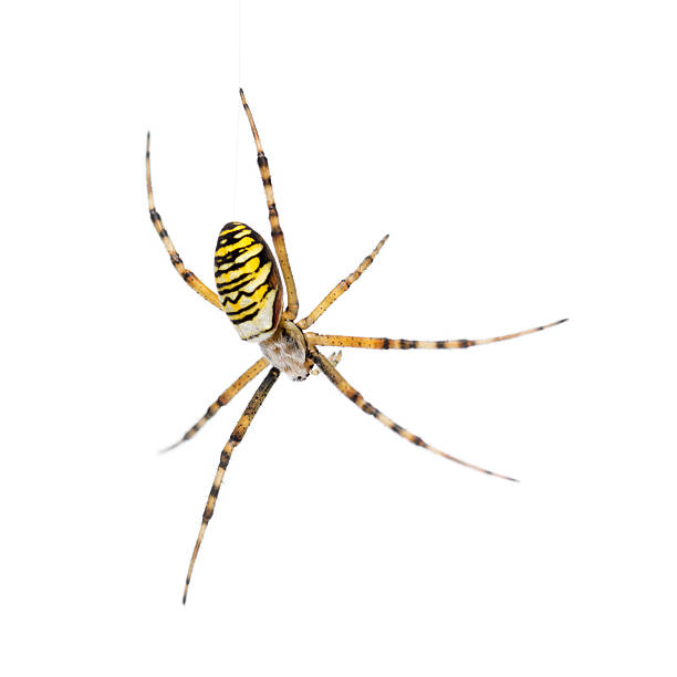 wasp spider, argiope bruennichi, hanging on web - getingspindel bildbanksfoton och bilder