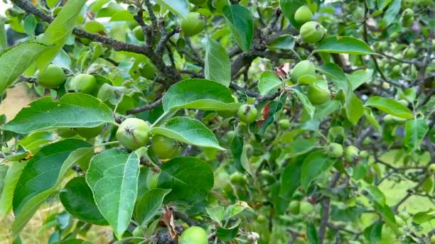 istock little green apples on the trees 1880596887