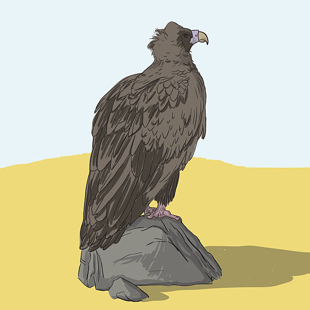 Cinereous Vulture Cinereous Vulture, vector illustration eurasian black vulture stock illustrations