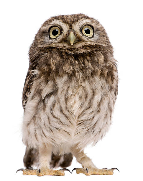 istock Little Owl, 50 days old, Athene noctua, standing 188059967
