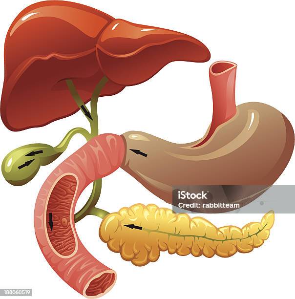 Ilustración de Órganos Del Sistema Digestivo y más Vectores Libres de Derechos de Estómago - Estómago, Vesícula biliar, Abdomen