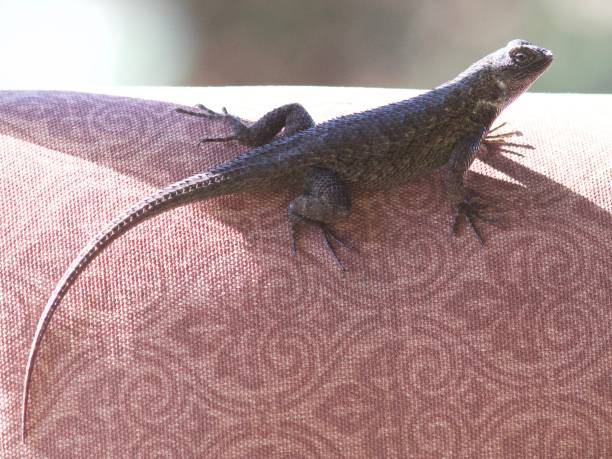 istock Lizard on garden furniture 1880605616