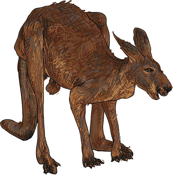 ilustrações de stock, clip art, desenhos animados e ícones de canguru - looking tracing moving up paw