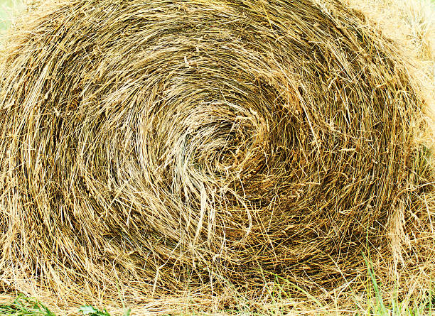 istock hay bales in a field ( detail ) 188060681