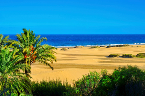 Reserva Natural de Maspalomas Gran Canaria, en las dunas photo