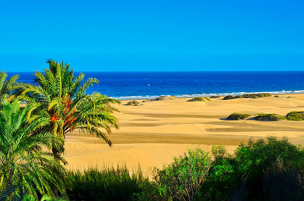 Natural Reserve of Maspalomas Dunes, in Gran Canaria a view of the Natural Reserve of Dunes of Maspalomas, in Gran Canaria, Canary Islands, Spain grand canary stock pictures, royalty-free photos & images