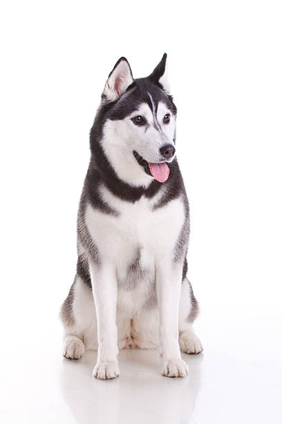 istock siberian husky dog 188062691