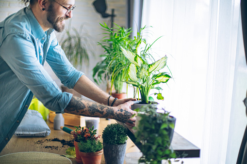 Man caring for his indoor plants at home