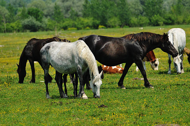 istock Herd of horses in a pasture 188063680