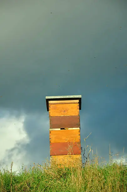 Bees at work filling their hive with honey.