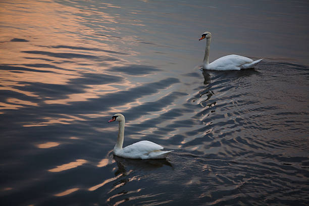 swan couple stock photo