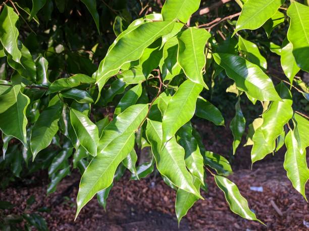 istock gaharu leaf (aquilaria malaccensis) in the morning 1880643606