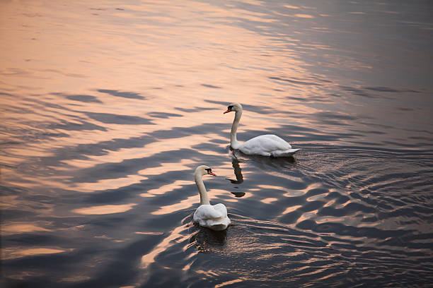 pair of swans stock photo