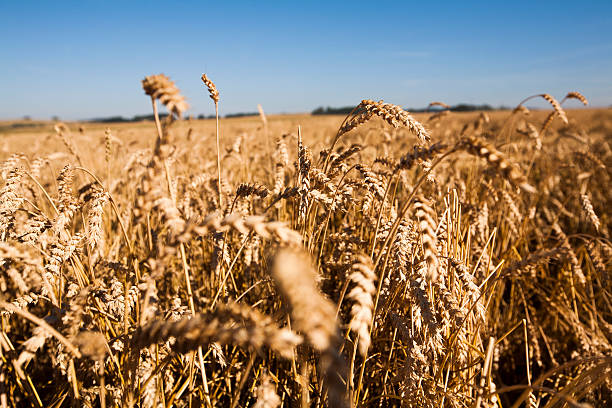 wheat in detail stock photo