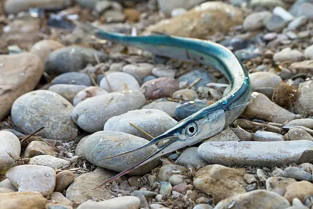 Garfish on stones