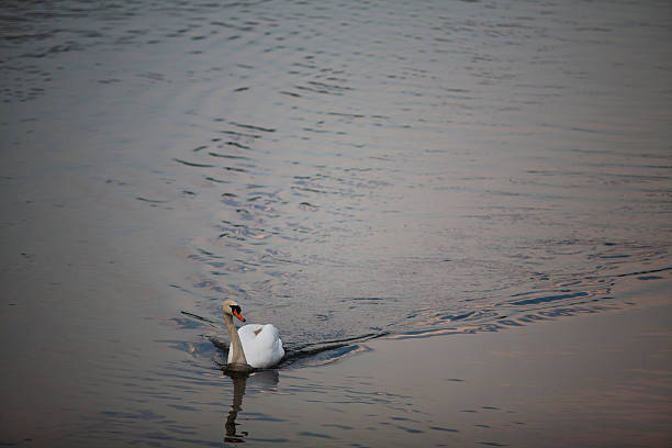 single swan stock photo