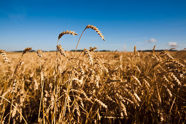 wheat in detail stock photo