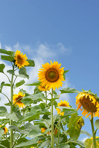Field of Sunflowers, Poland. stock photo