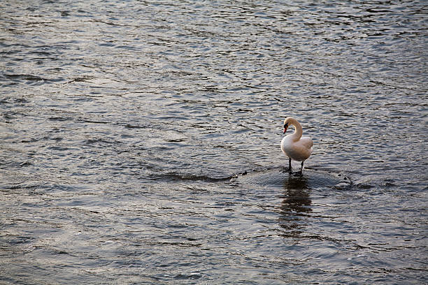 single swan stock photo