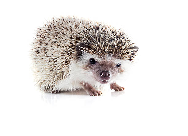 istock Angry African pygmy hedgehog (Atelerix albiventris) on a white b 188066905